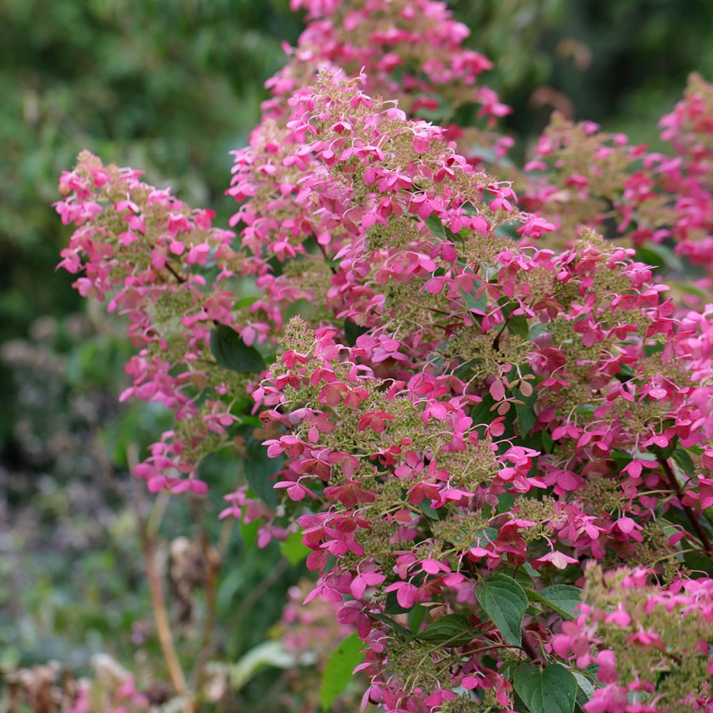 Rispenhortensie Pink Diamond - Hydrangea paniculata