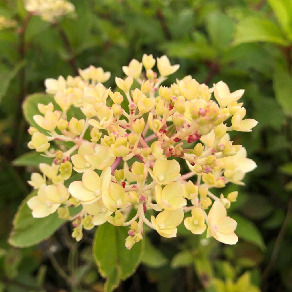 Hortensia - Hydrangea paniculata Vanille Fraise