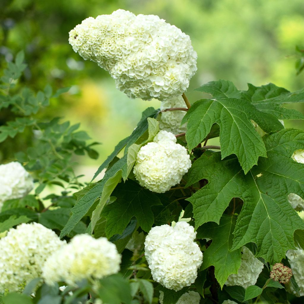 Eichenblatt-Hortensie Gatsby Moon - Hydrangea quercifolia