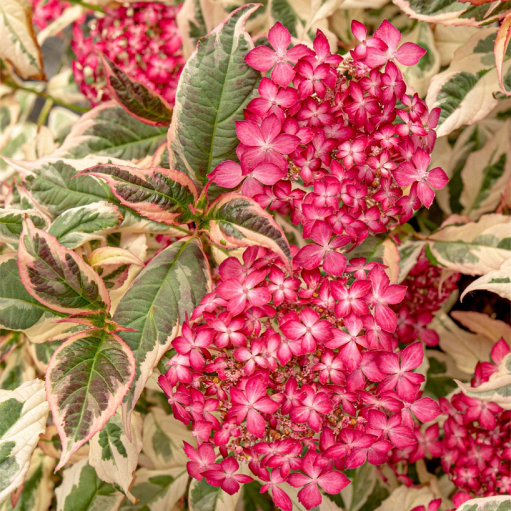 Hortensia - Hydrangea serrata Euphoria Pink