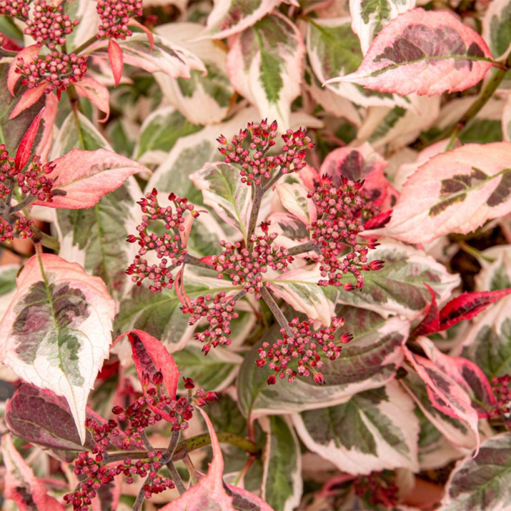 Hydrangea serrata Euphoria Pink - Tellerhortensie