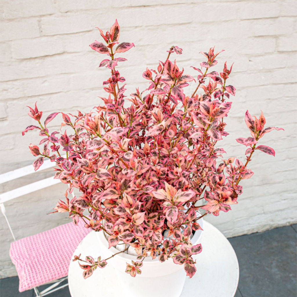 Hydrangea serrata Euphoria Pink - Tellerhortensie