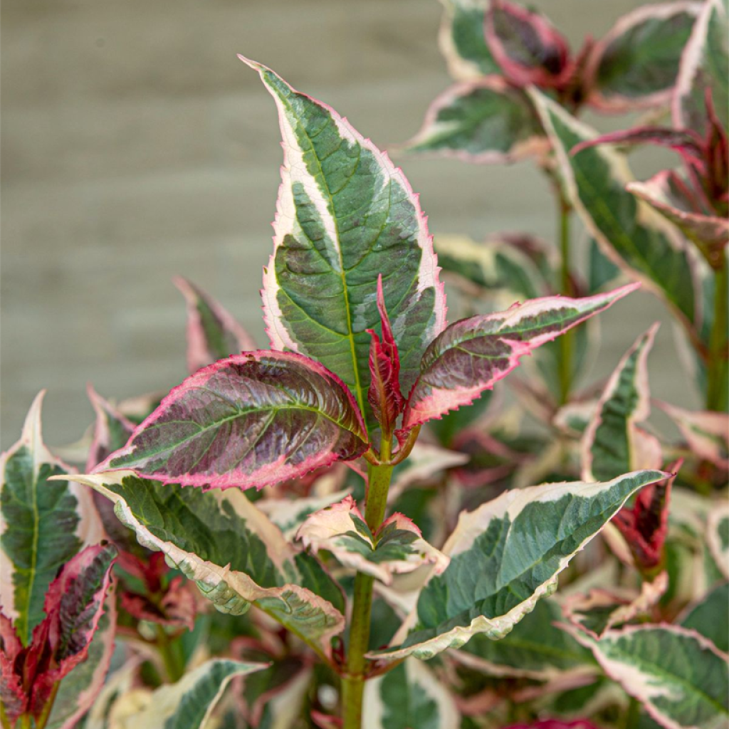 Hydrangea serrata Euphoria Pink - Tellerhortensie