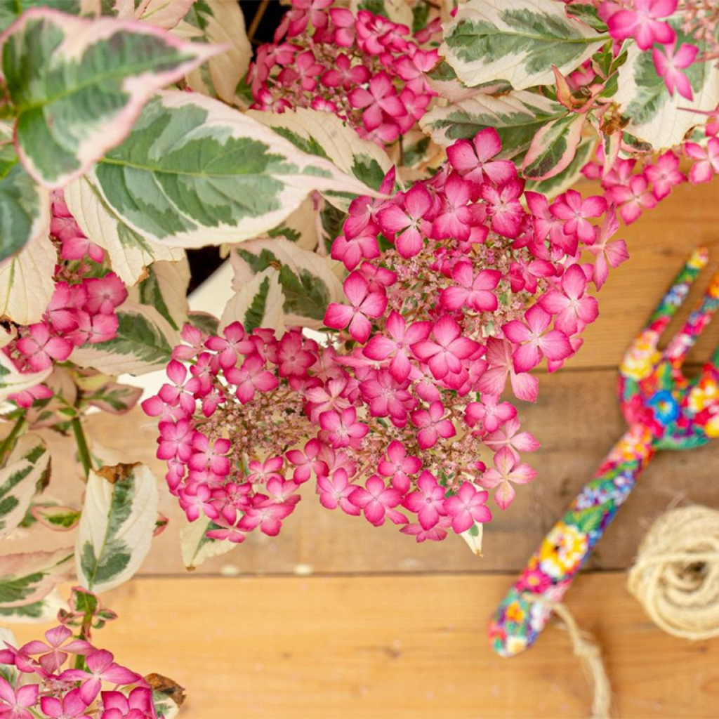 Hydrangea serrata Euphoria Pink - Tellerhortensie