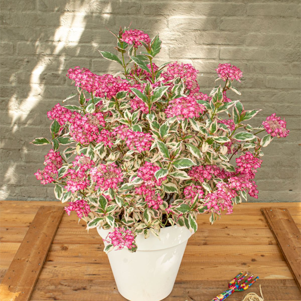 Hydrangea serrata Euphoria Pink - Tellerhortensie