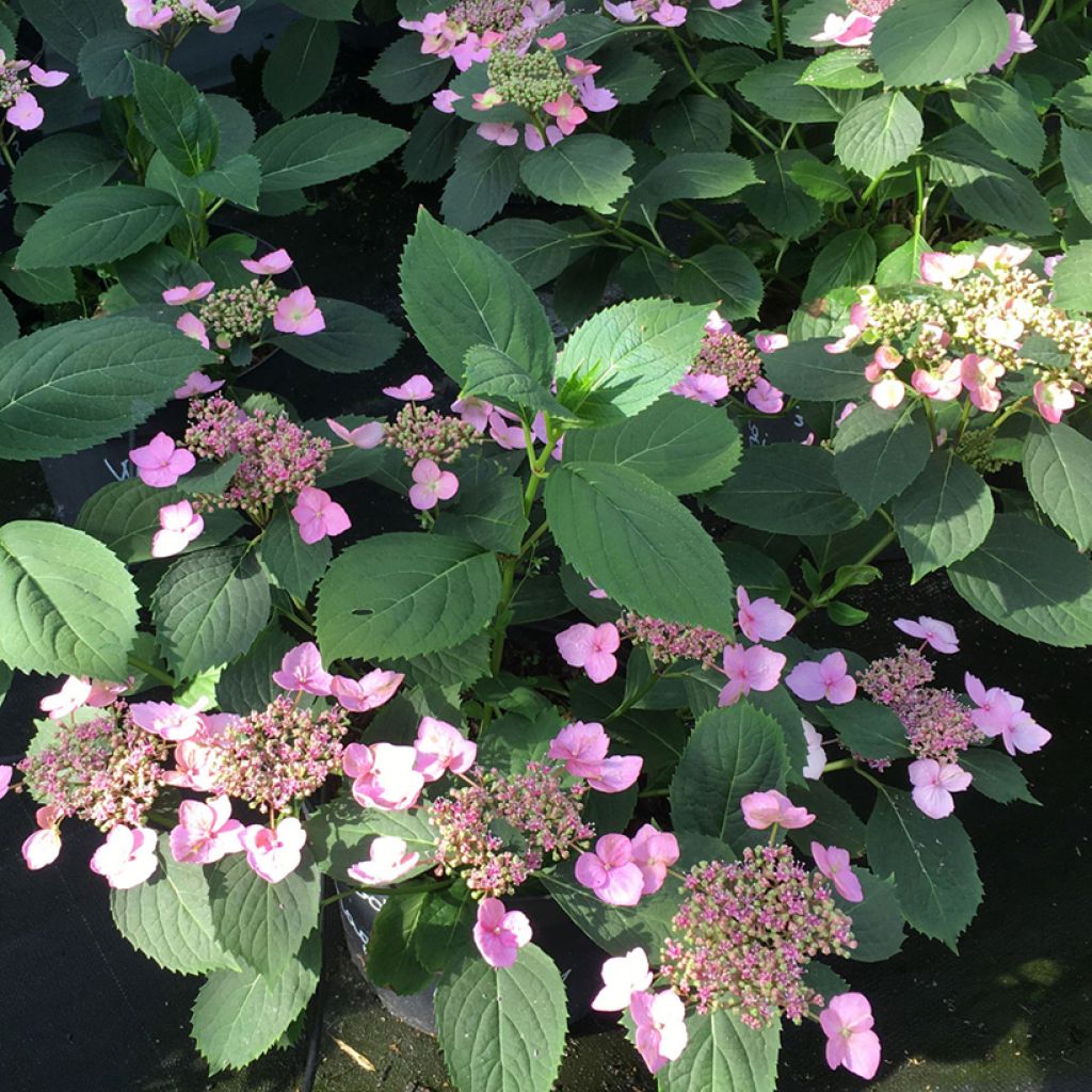 Hydrangea serrata Magic Pillow - Tellerhortensie