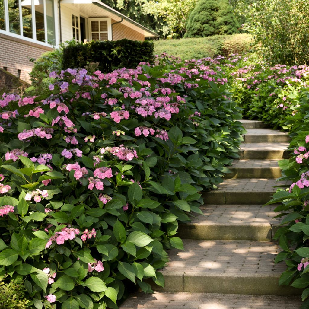 Hydrangea serrata Summer Glow - Tellerhortensie