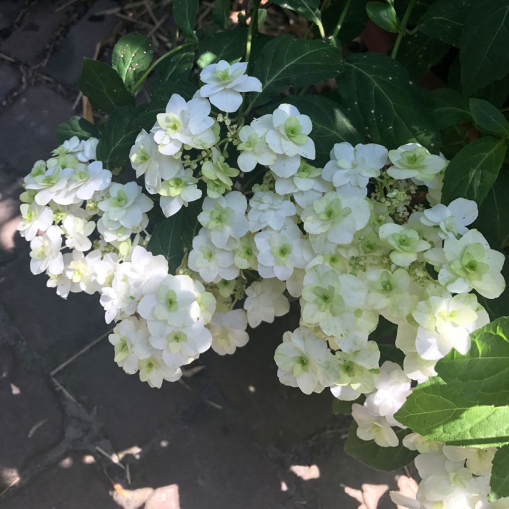 Hydrangea serrata White on White - Tellerhortensie