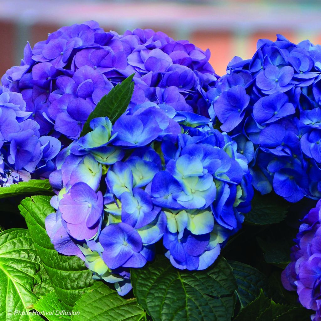 Hydrangea macrophylla L.A Dreamin - Bauernhortensie