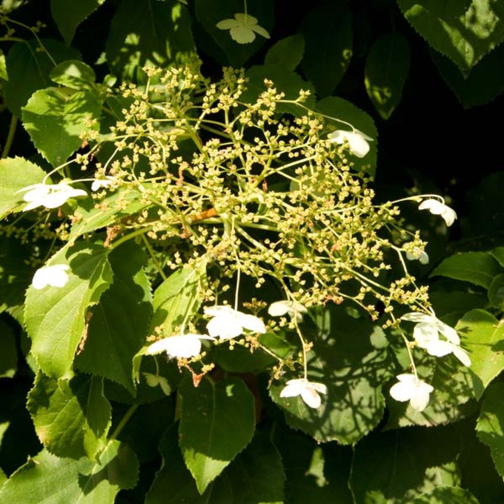 Hydrangea anomala ssp. petiolaris - Kletter-Hortensie