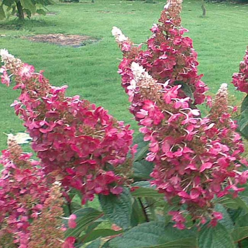 Rispenhortensie Pinky Winky - Hydrangea paniculata