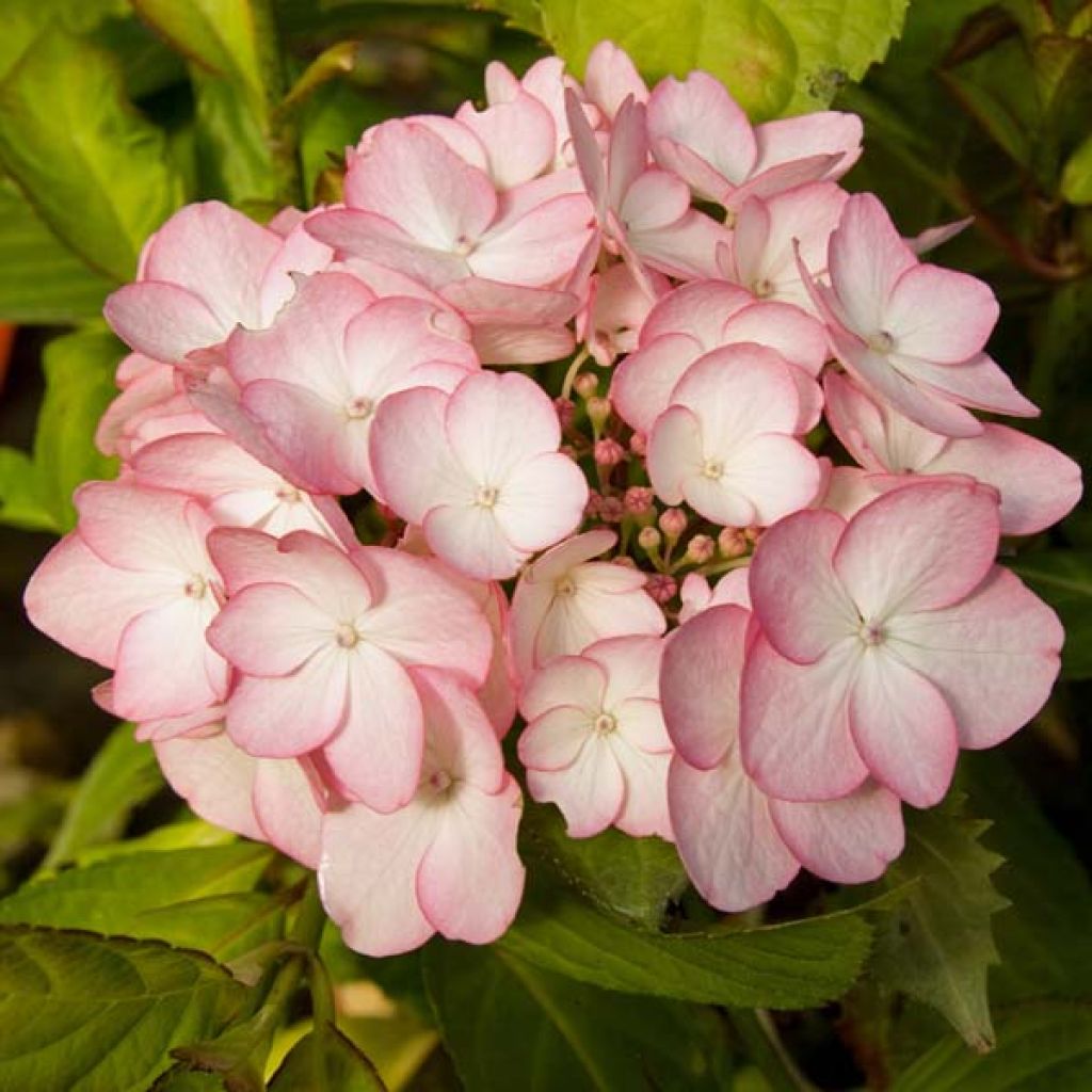 Hydrangea macrophylla Sabrina - Bauernhortensie