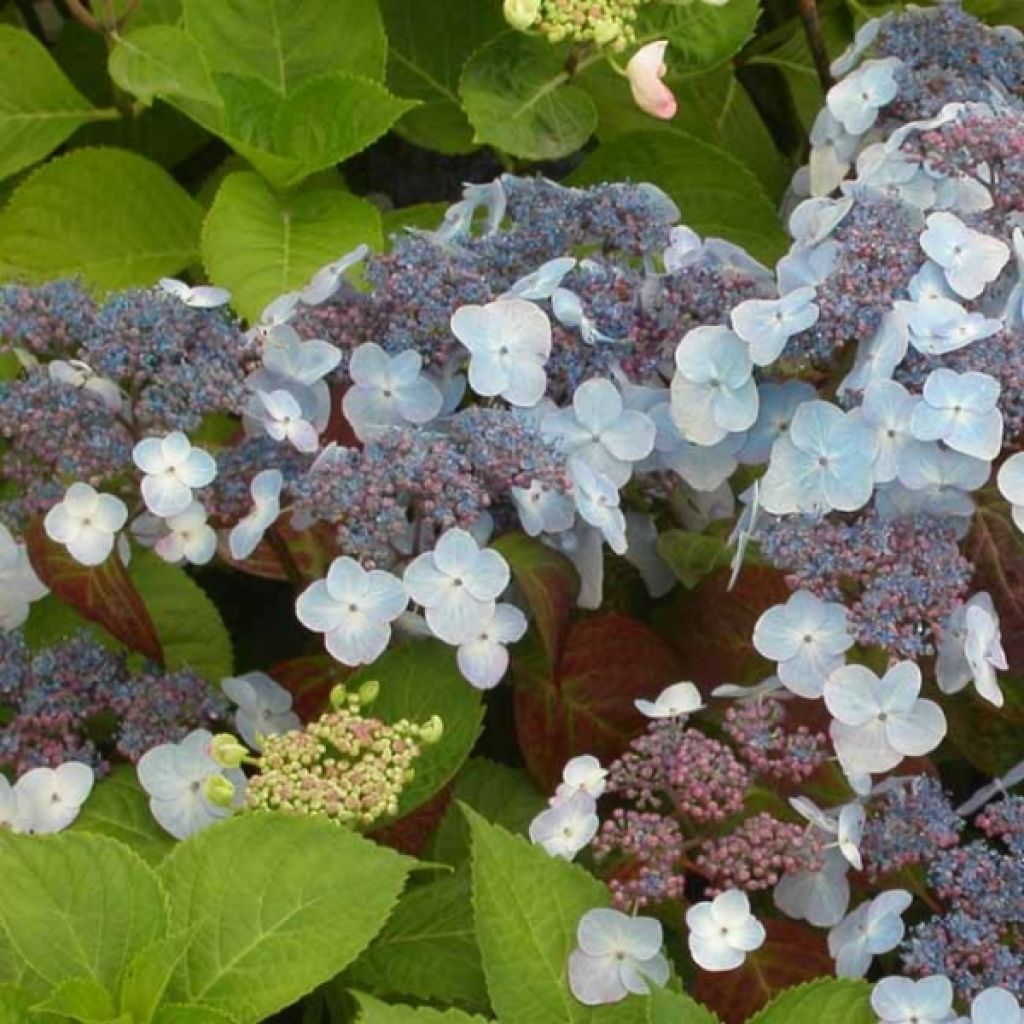 Hydrangea serrata Shojo - Tellerhortensie