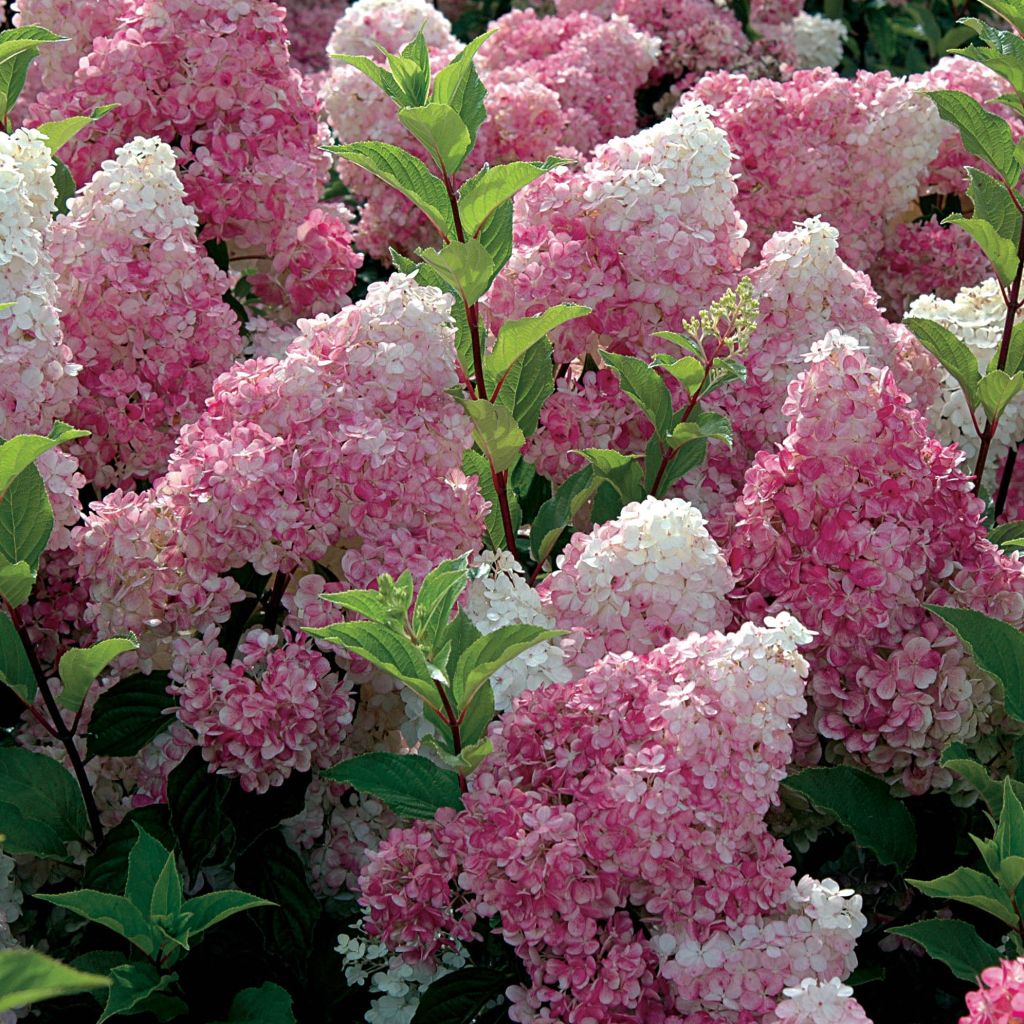 Rispenhortensie Vanille Fraise - Hydrangea paniculata