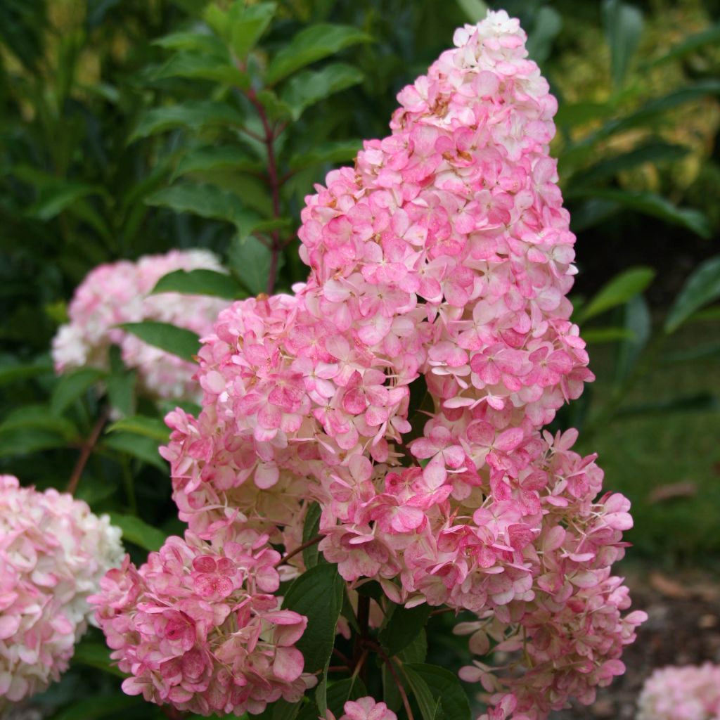 Hortensia Vanille Fraise Pot de C10L