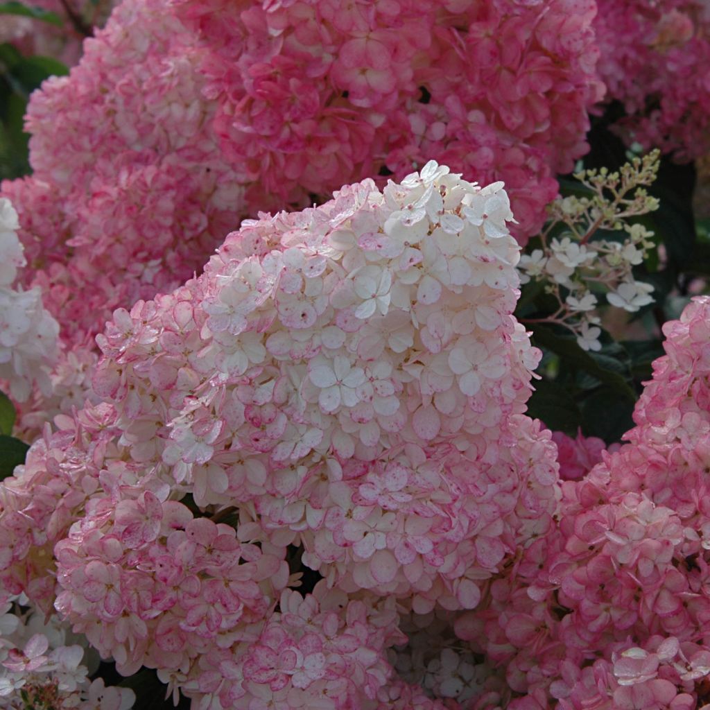 Rispenhortensie Vanille Fraise - Hydrangea paniculata