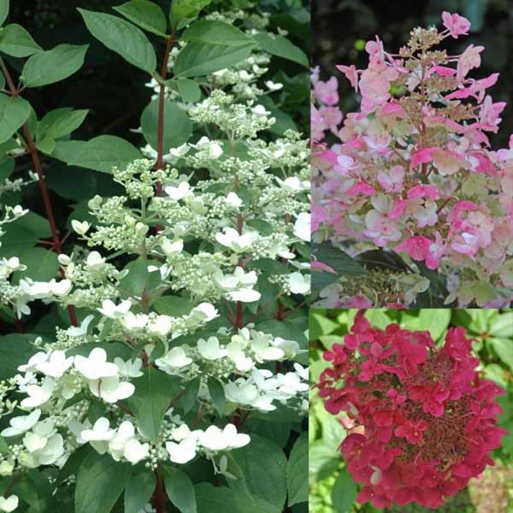 Rispenhortensie Wim's red - Hydrangea paniculata