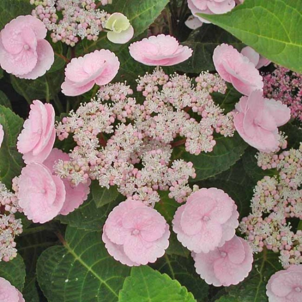 Hydrangea macrophylla Camino - Bauernhortensie