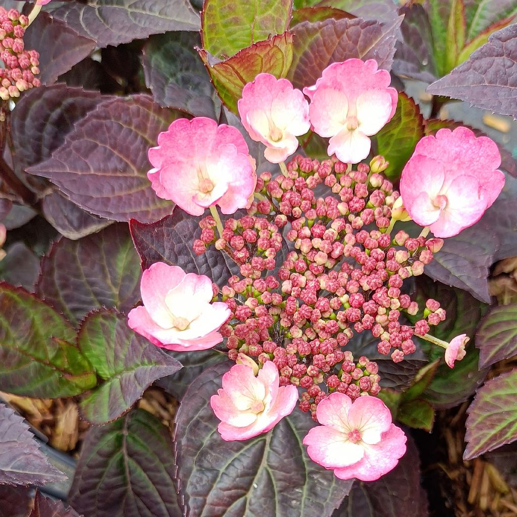 Hortensia hybride - Hydrangea Daredevil