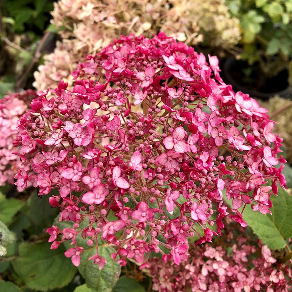 Hortensia - Hydrangea arborescens Sweet Annabelle