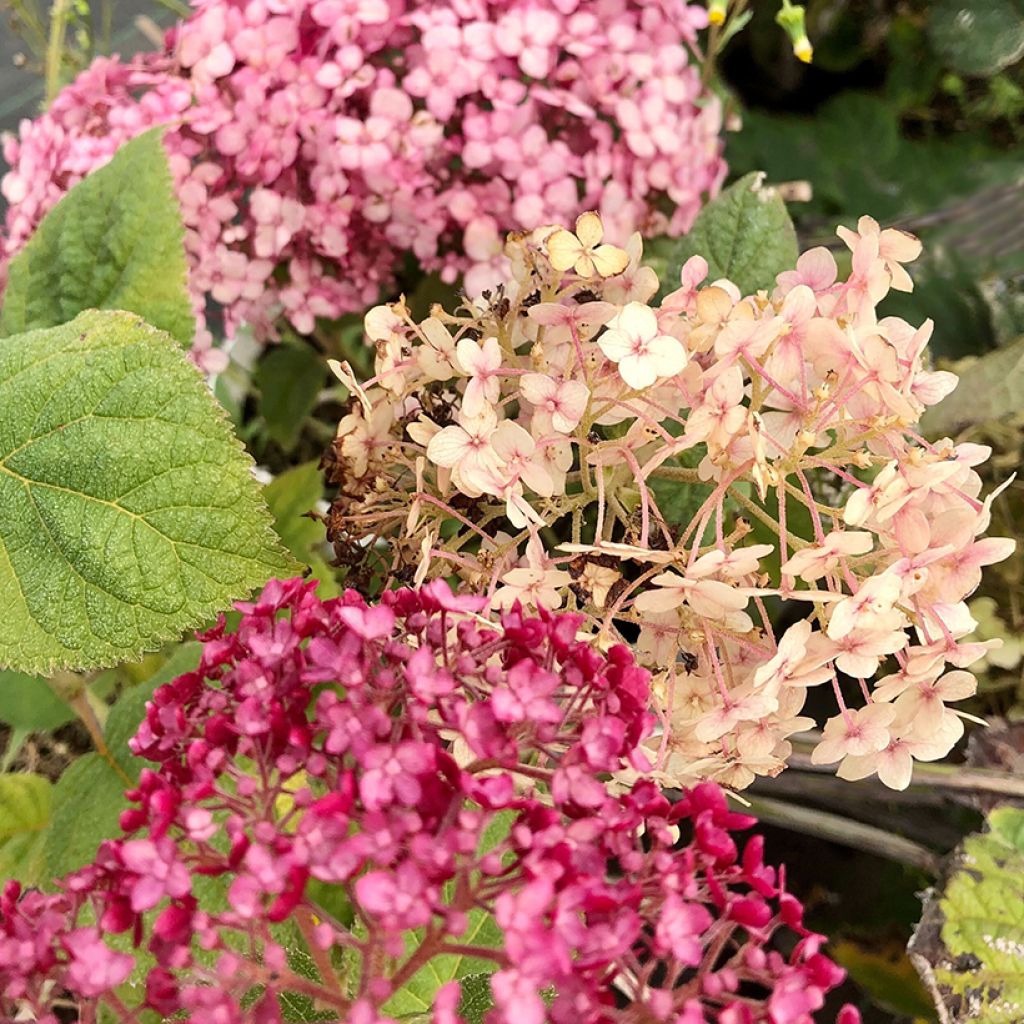 Hortensia - Hydrangea arborescens Sweet Annabelle