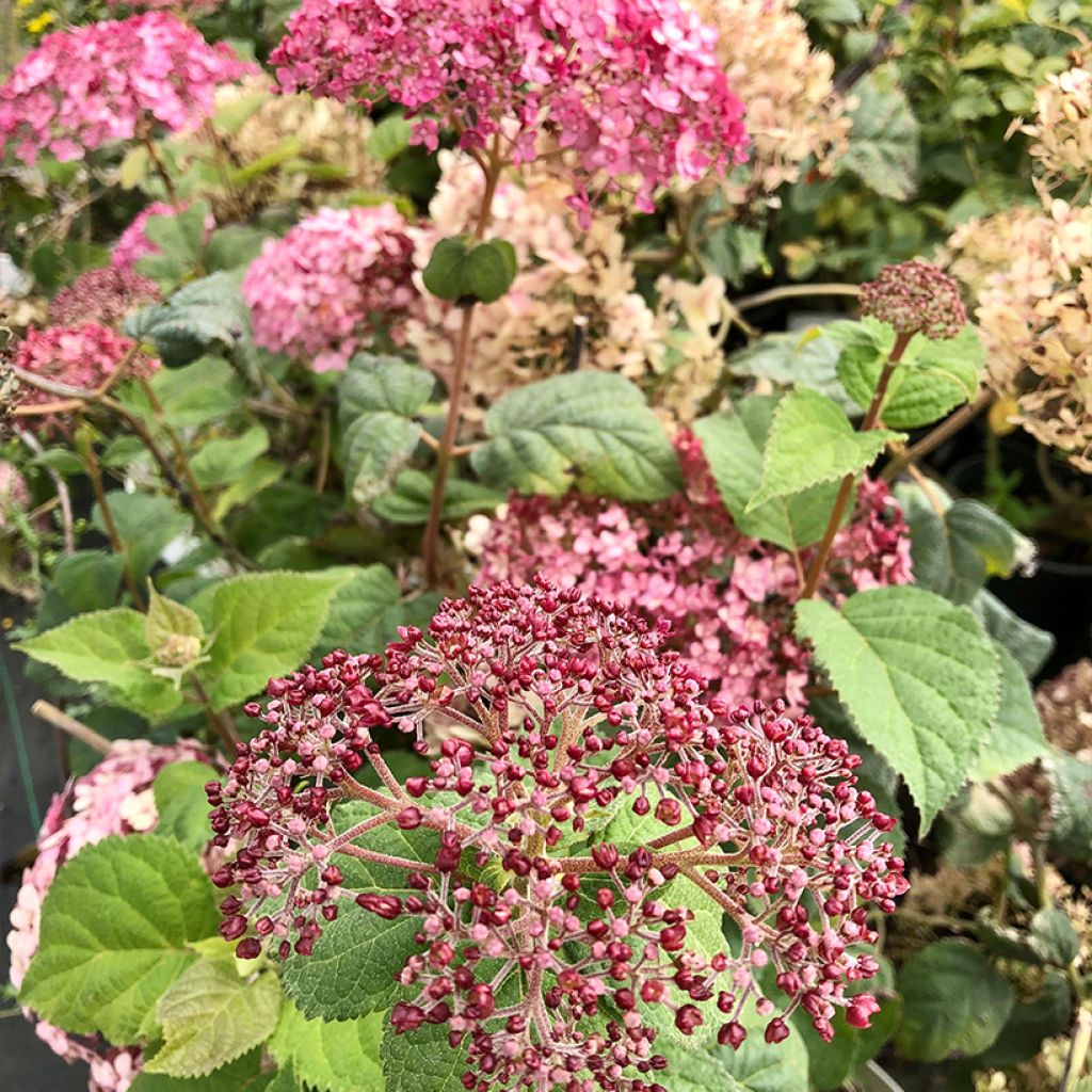 Hortensia - Hydrangea arborescens Sweet Annabelle