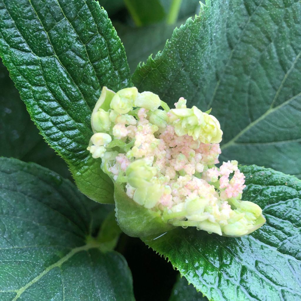 Hortensia - Hydrangea involucrata Yoraku Tama