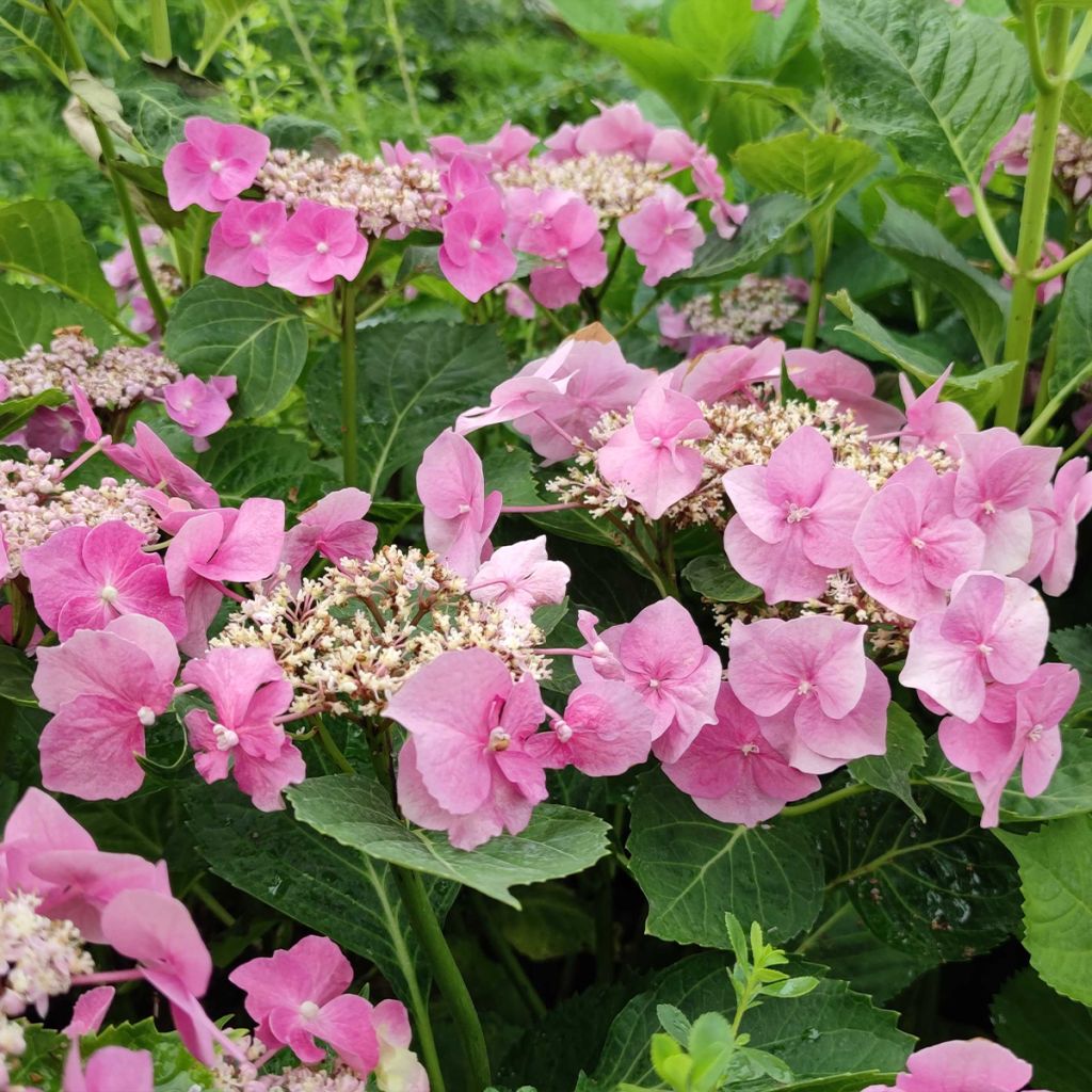 Hortensia - Hydrangea macrophylla Blaumeise