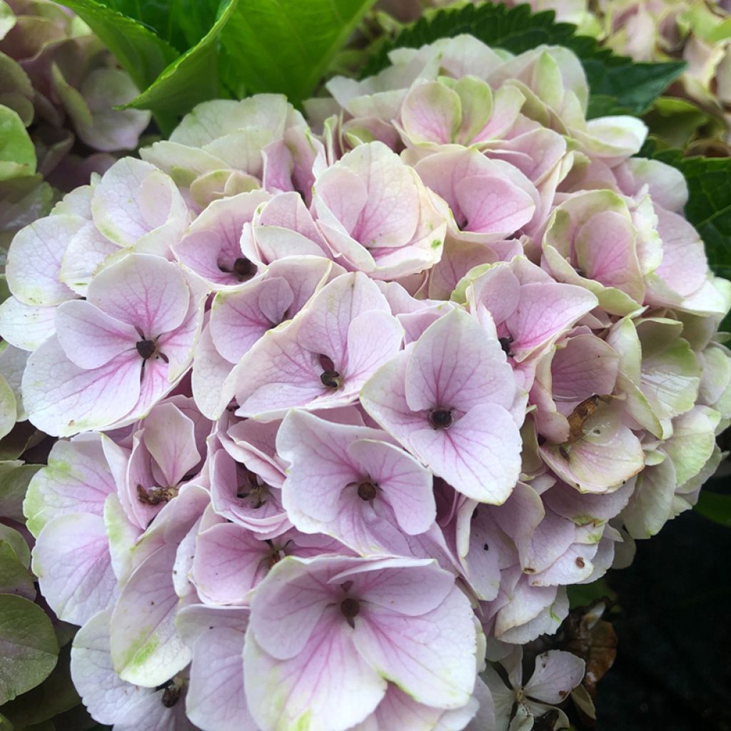 Hortensia - Hydrangea macrophylla Xian