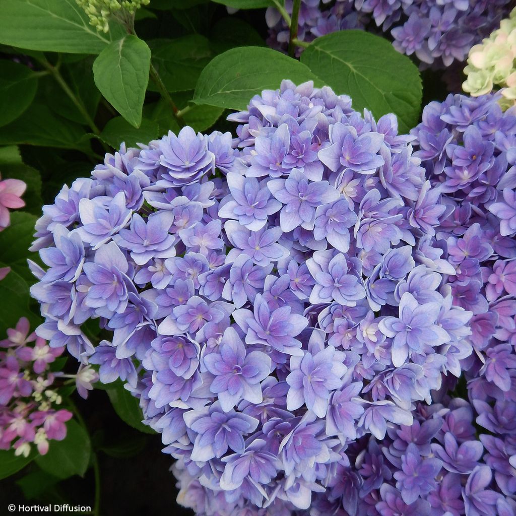 Hydrangea macrophylla Stellar Blue - Bauernhortensie