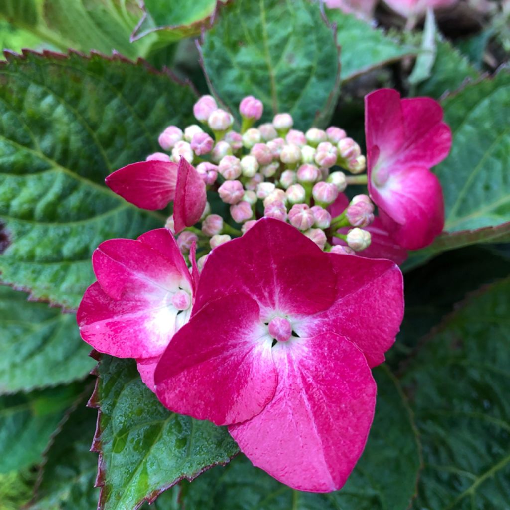 Hortensia macrophylla Teller Red