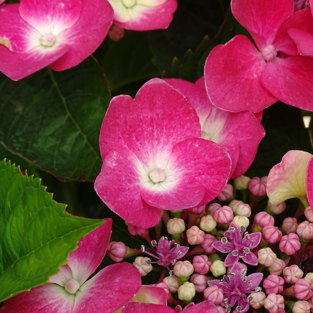 Hortensia macrophylla Teller Red