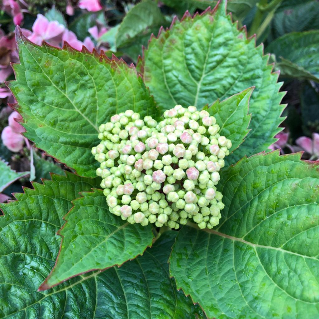 Hortensia macrophylla Teller Red