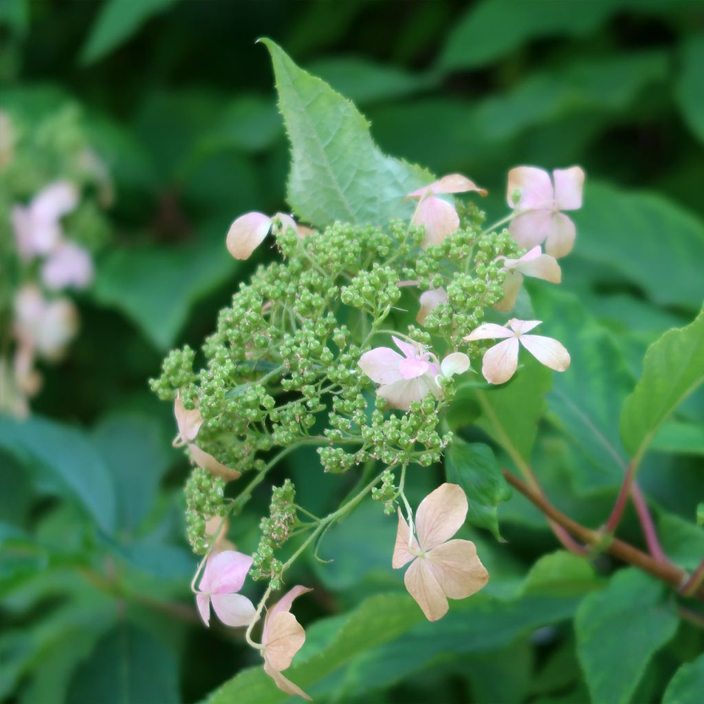 Hortensia paniculata Dharuma