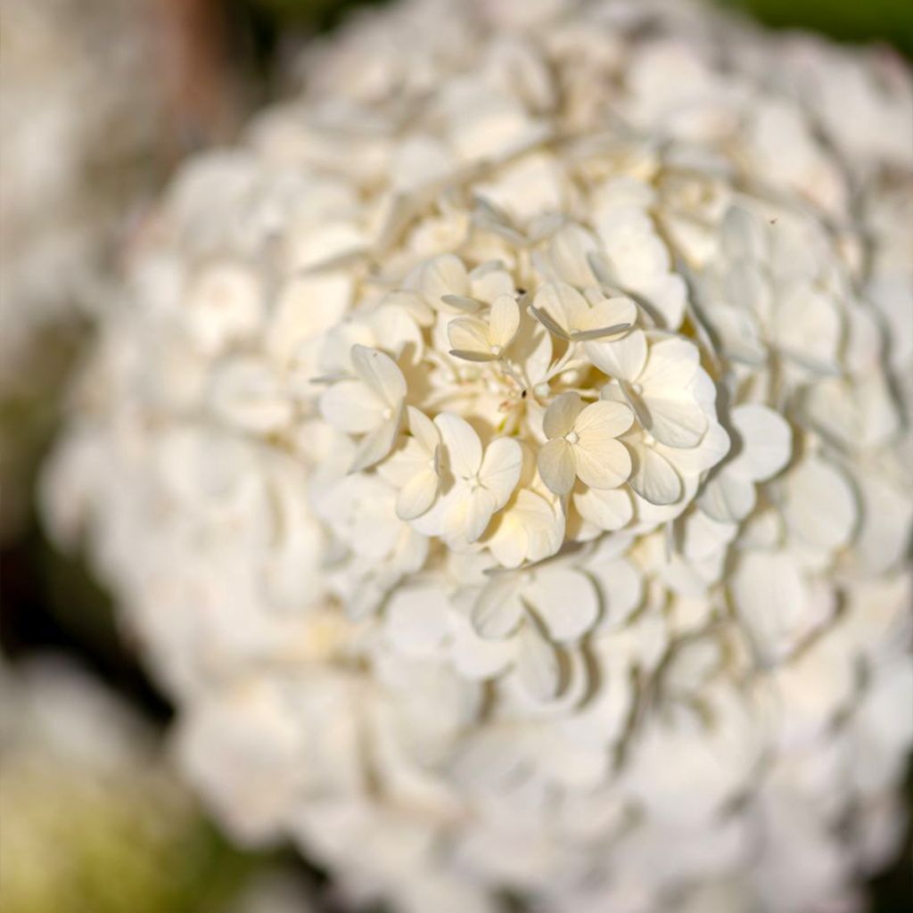 Hortensia paniculata Polar Bear