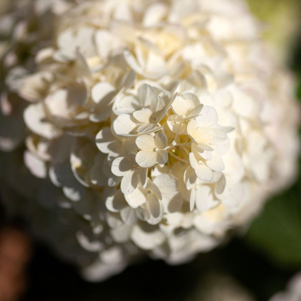 Rispenhortensie Polar Bear - Hydrangea paniculata