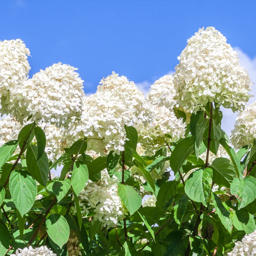 Rispenhortensie Polar Bear - Hydrangea paniculata