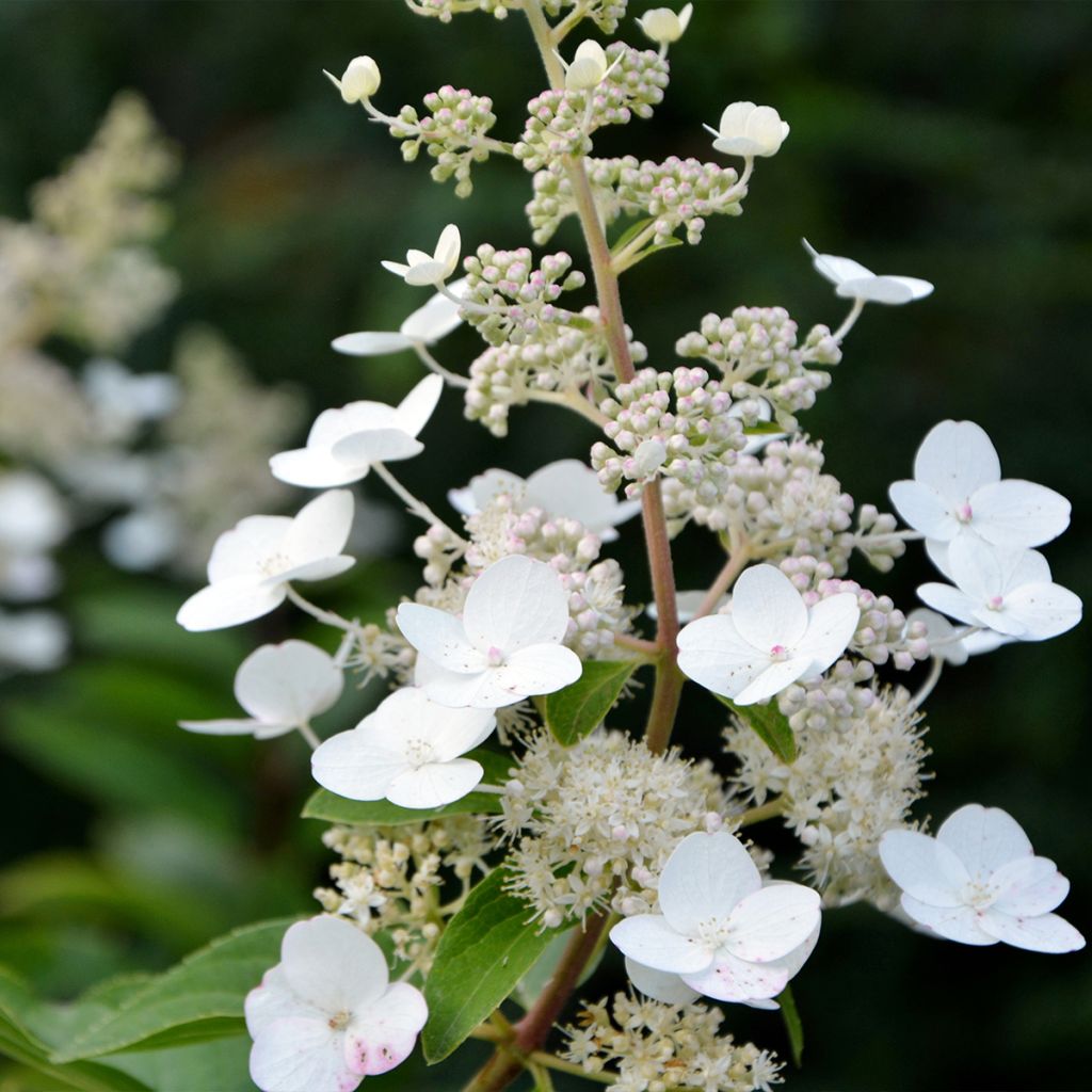 Rispenhortensie Tardiva - Hydrangea paniculata