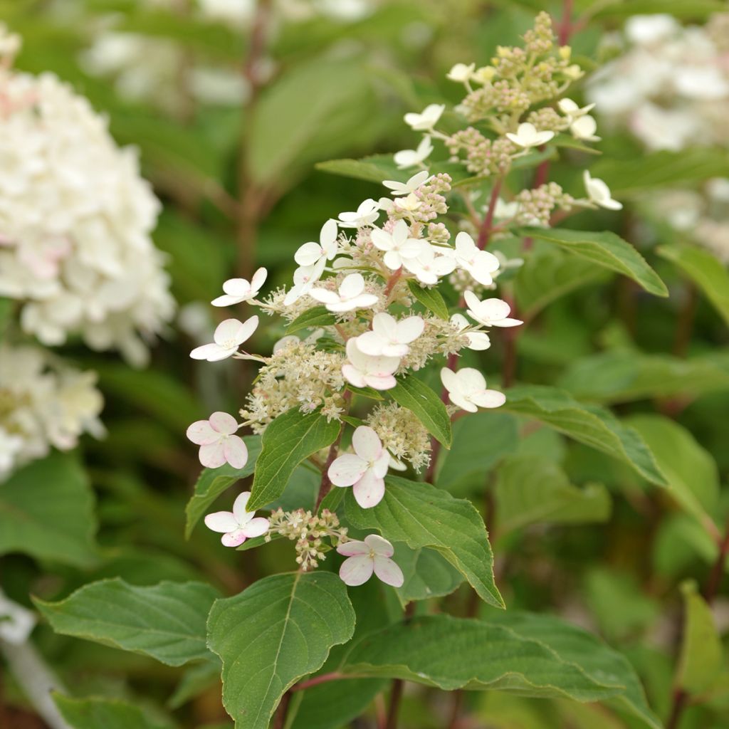 Rispenhortensie Tardiva - Hydrangea paniculata