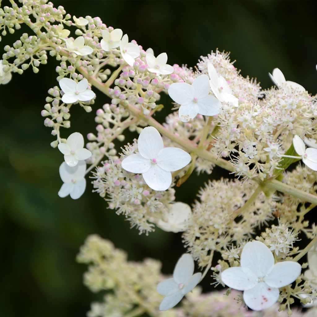 Rispenhortensie Tardiva - Hydrangea paniculata