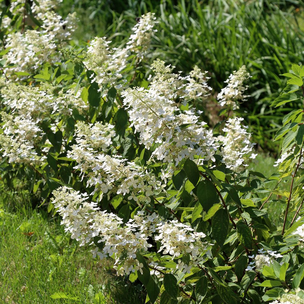 Rispenhortensie Tardiva - Hydrangea paniculata