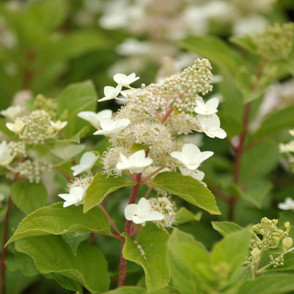 Rispenhortensie Tardiva - Hydrangea paniculata