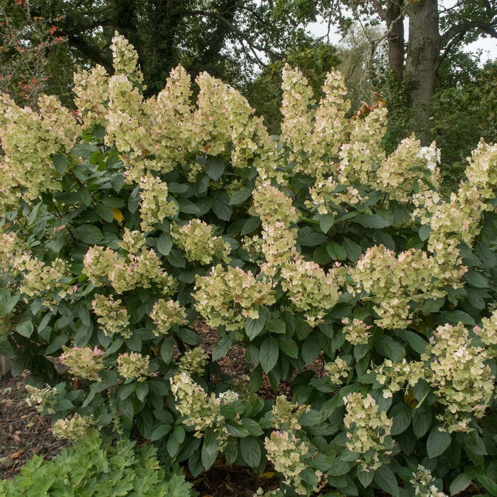 Rispenhortensie Tardiva - Hydrangea paniculata