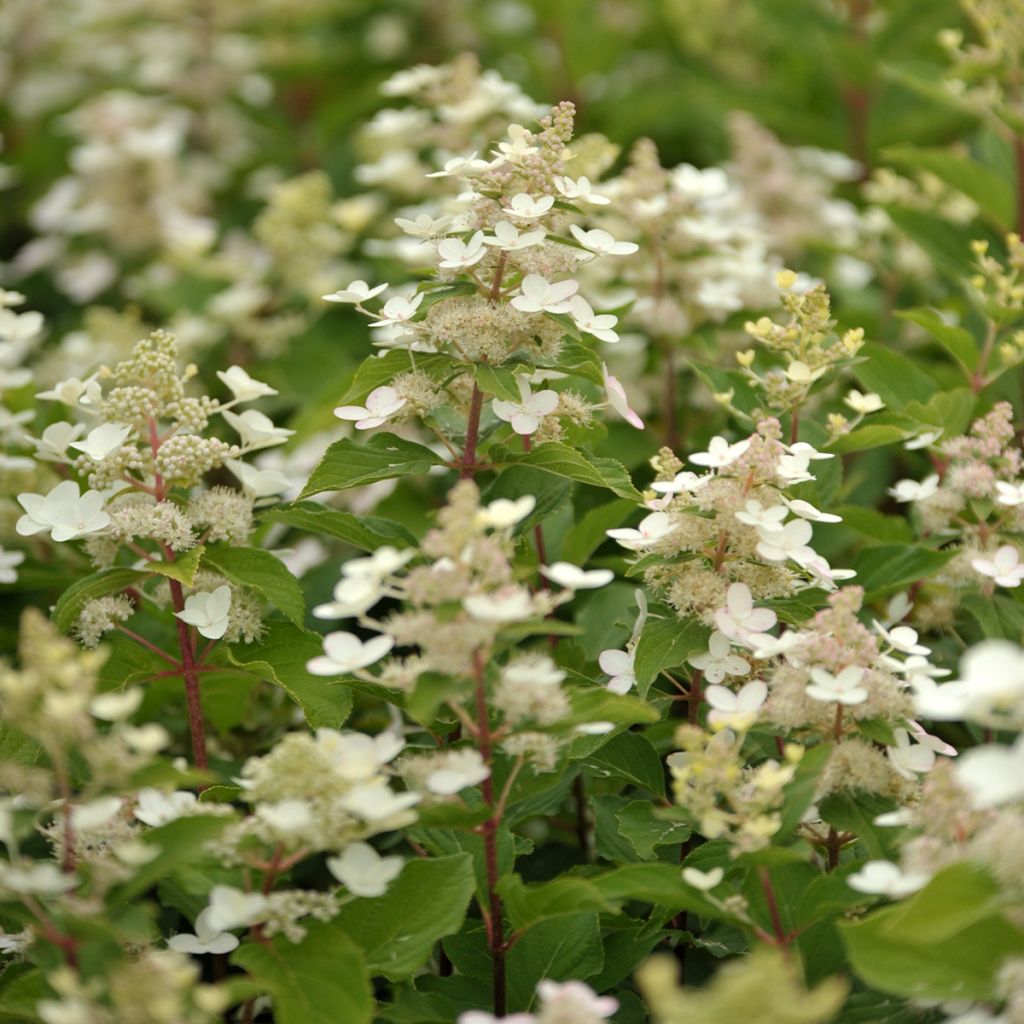 Rispenhortensie Tardiva - Hydrangea paniculata