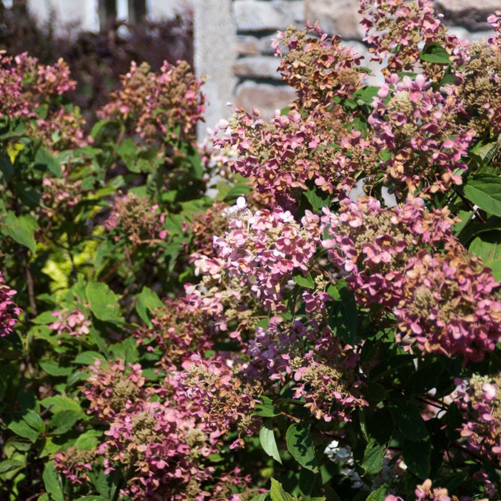 Rispenhortensie Tickled Pink - Hydrangea paniculata