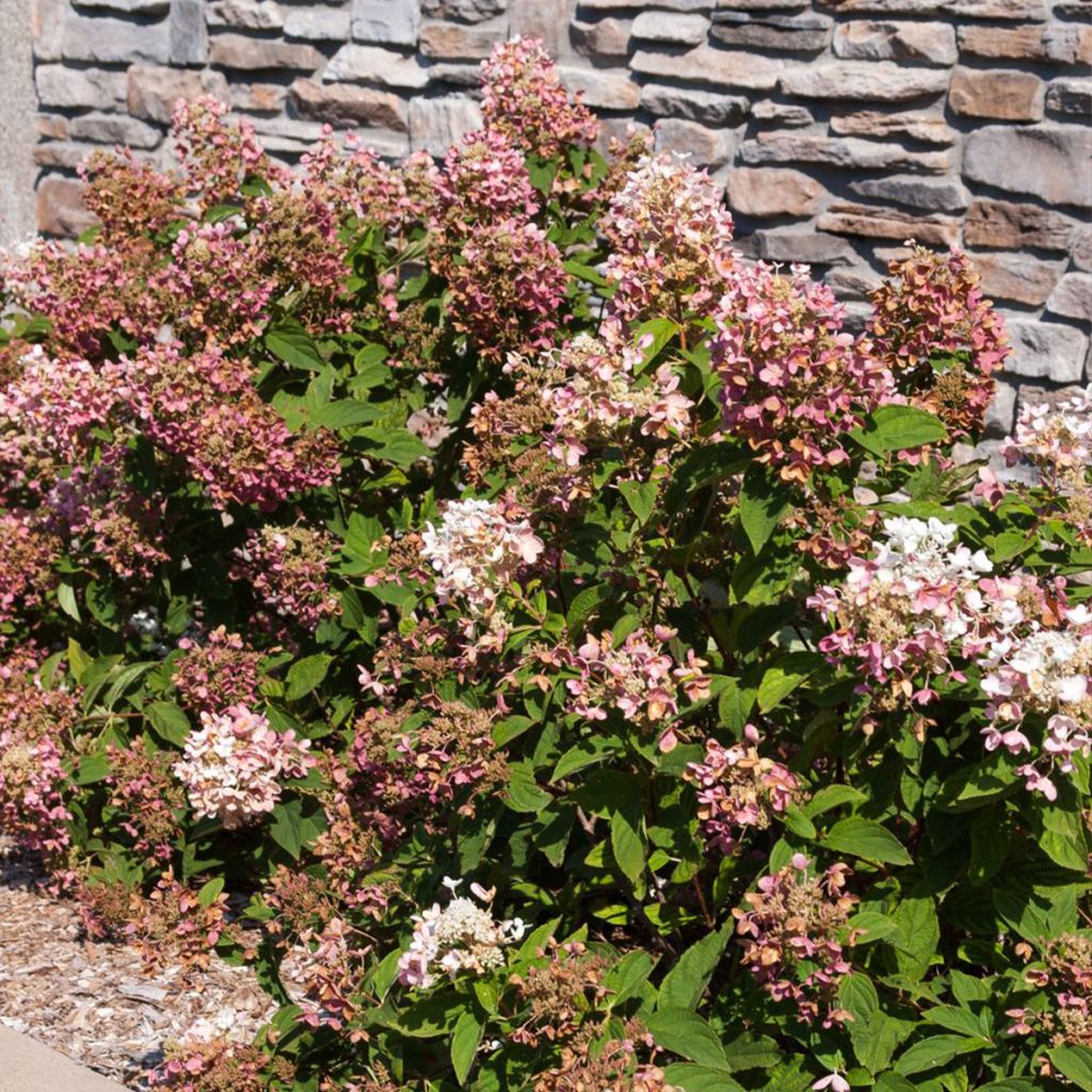 Rispenhortensie Tickled Pink - Hydrangea paniculata