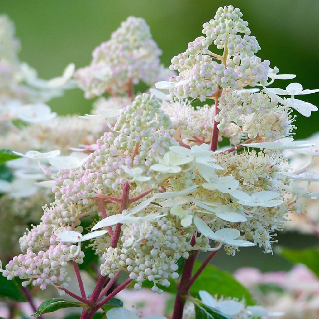 Rispenhortensie Early Harry - Hydrangea paniculata