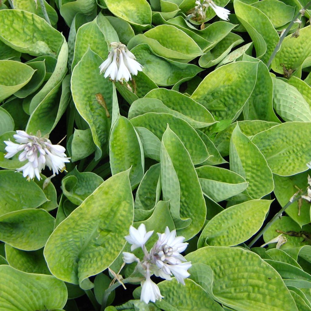 Hosta Abiqua Ariel - Garten-Funkie