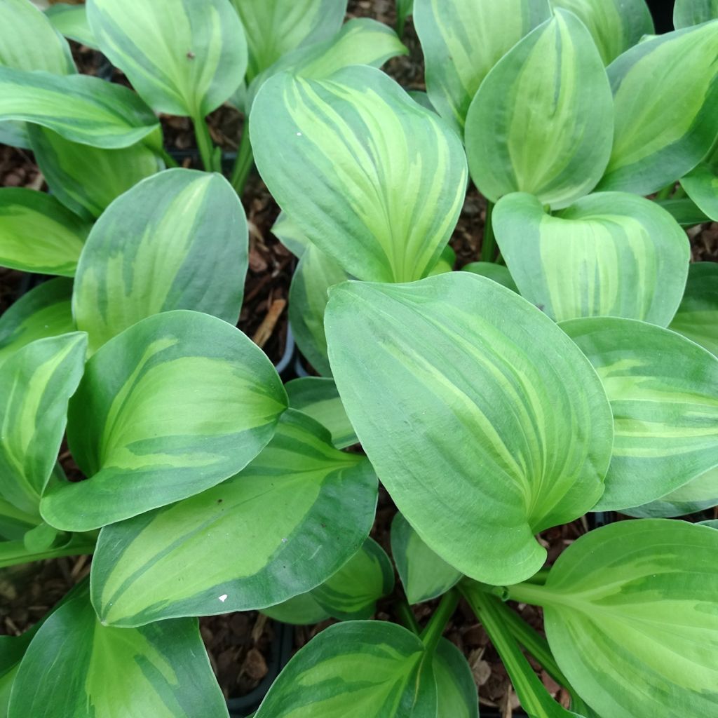 Hosta Adorable - Garten-Funkie