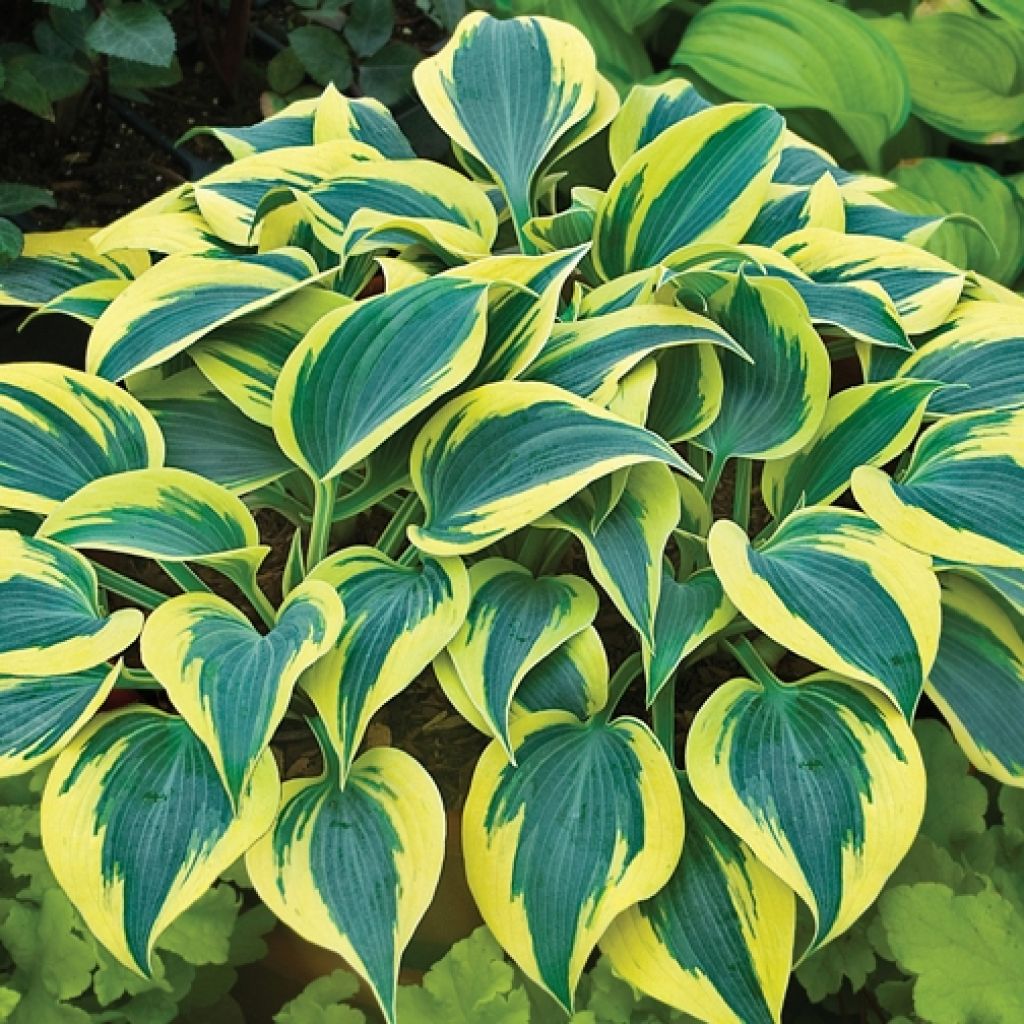 Hosta Autumn Frost - Garten-Funkie